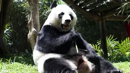 Panda asal China bernama Hu Chun memakan bambu di kebun binatang Taman Safari Indonesia di Bogor, Jawa Barat, (1/11). Kedua panda asal China Cai Tao dan Hu Chun dipinjamkan untuk pengembangbiakan di Indonesia. (AP Photo / Achmad Ibrahim)