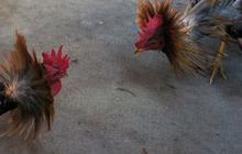 Siang bolong judi sabung ayam, 8 orang diciduk, 3 ayam mati disita