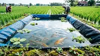 9 Ikan yang Cocok Dipelihara di Kolam Terpal Dekat Persawahan, Mudah Dirawat dan Cepat Panen