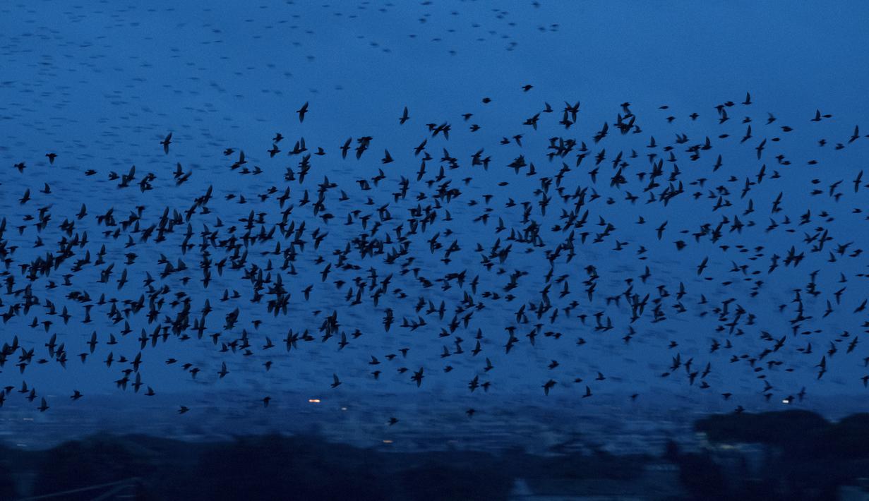 Foto Pemandangan Kawanan Burung Jalak Penuhi Langit Roma Global