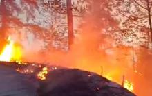Kisah Tragis Padayya, Gugur saat Padamkan Kebakaran Hutan di Toraja Utara