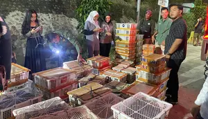 2.775 Burung Diselundupkan di Bagasi Bus, Sopir dan Kernet Ditangkap