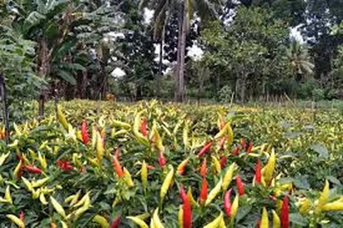 Dari Sukulen hingga Strawberry, 7 Pilihan Tanaman untuk Menyulap Halaman Jadi Cantik dan Produktif