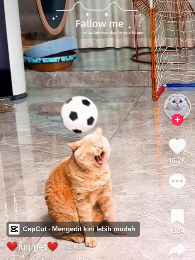 Potret Aksi Kucing Ikut Olahraga Bak Atlet Netizen: Lulusan Konoha Emang Mantap