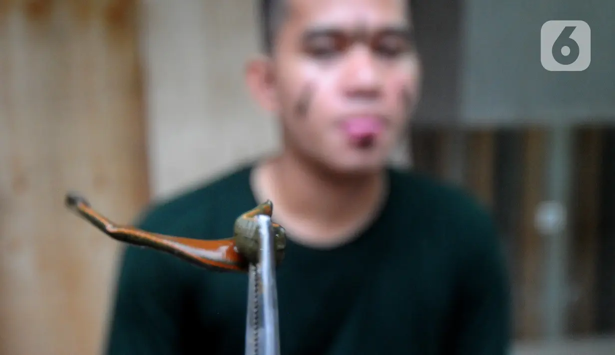Peternak menunjukkan lintah rawa (Hirudinaria Manillensis) di pengobatan mutahir adopsi zaman kuno di Bedahan Depok, Jawa Barat, Senin (1/3/2021). Lintah Rawa merupakan salah satu spesies lintah untuk mengobati radang sendi, penyakit jantung, diabetes dan sebagainya. (merdeka.com/Arie Basuki)