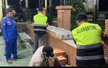 Modus Penyelundupan Ratusan Burung Mahal Bakal dari Lampung ke Bekasi, Siapa Pembelinya?