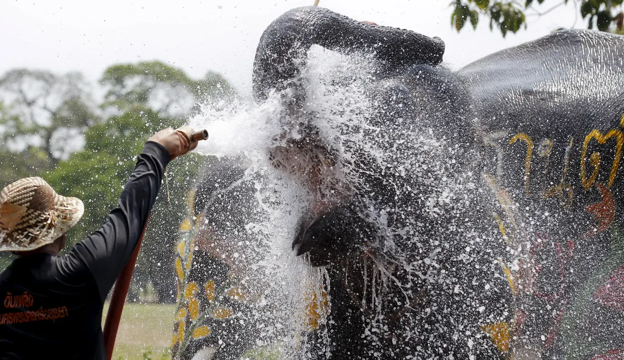 Seorang Pawang menyemprotkan air ke gajah saat festival air Songkran di Ayutthaya, Bangkok, Thailand (10/4/2015). Festival air songkoran menandai dimulainya Tahun Baru tradisional Thailand. (REUTERS/Chaiwat Subprasom)