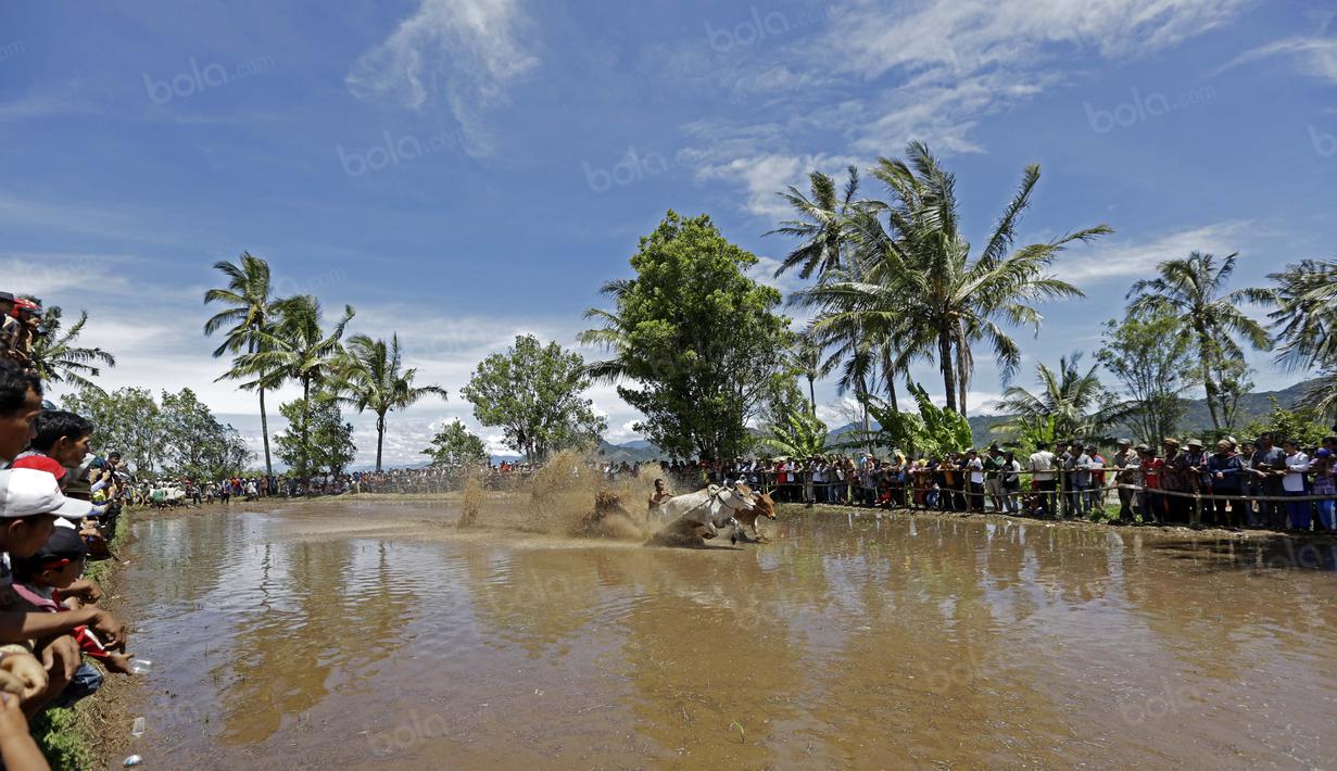 Warga antusias menyaksikan Joki beraksi bersama Jawi pada ajang Pacu Jawi di Tanah Datar, Sumatera Barat, Sabtu (13/8/2016). (Bola.com/Nicklas Hanoatubun)