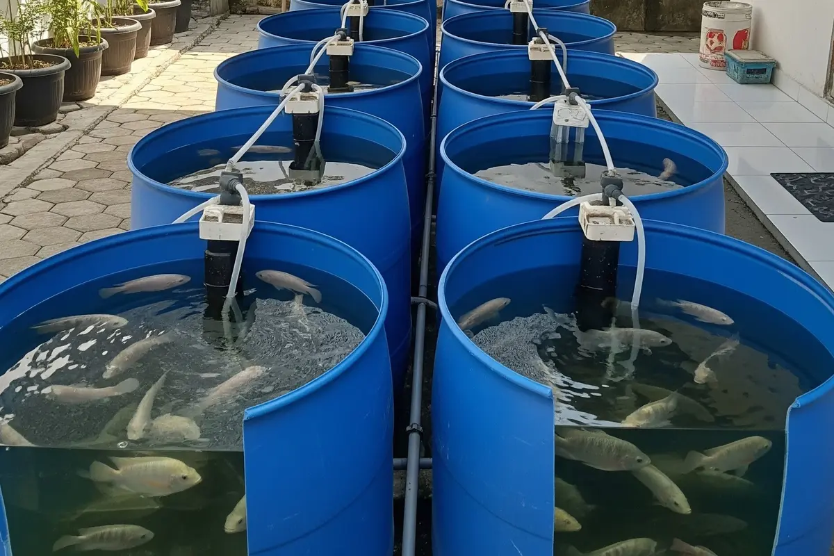 12 Ide Ternak Mini di Drum Plastik Bekas 100 Liter, Hemat Lahan dan Biaya