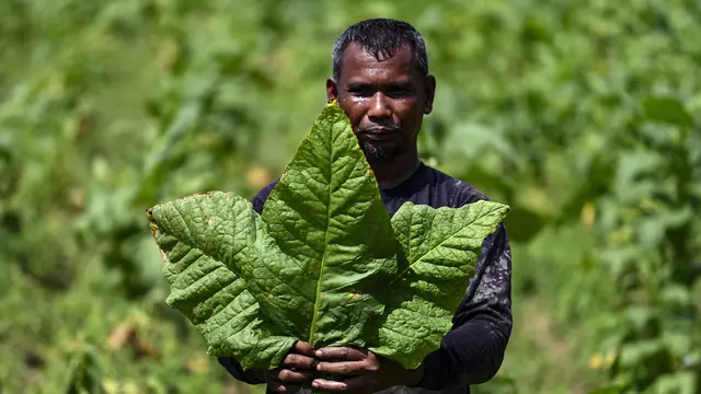 Aktivitas Petani Tembakau di Aceh