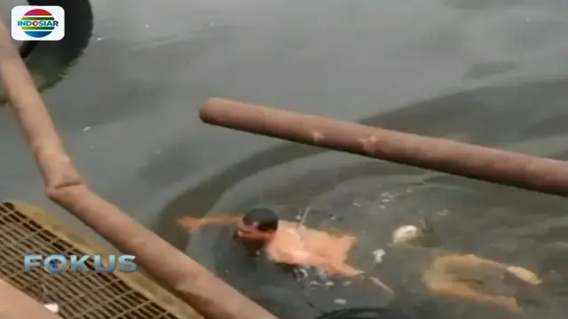 Detik-Detik Pawang Dimangsa Buaya saat Selamatkan Warga