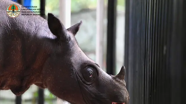 Badak Sumatra Pahu yang berada di Kalimantan
