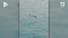 Seekor buaya diperkirakan berukuran satu meter lebih, kembali muncul di Pelabuhan Ba'a, kabupaten Rote Ndao, Nusa Tenggara Timur.