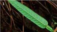 7 Manfaat Tanaman Liar Daun Duduk untuk Kesehatan, Potensi Herbal yang Mulai Terungkap Ilmiah
