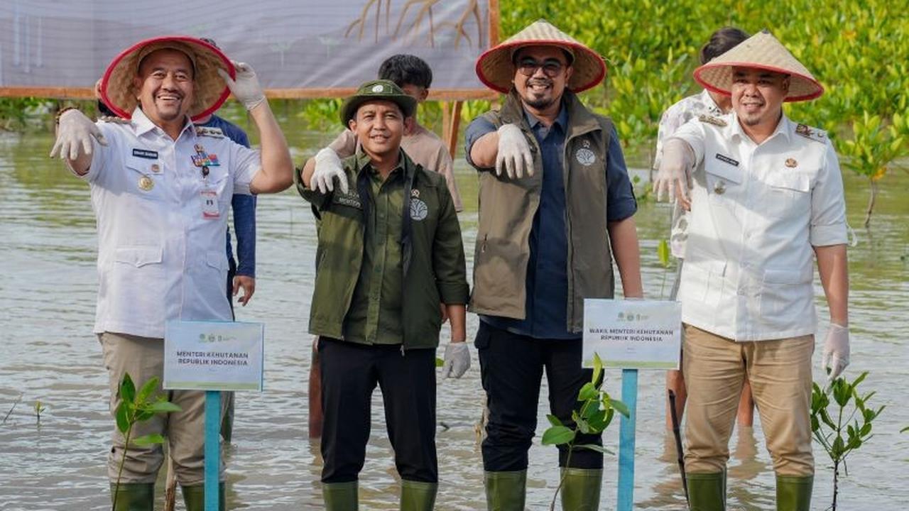 Target Ambisius 2025: Tahukah Anda, Rehabilitasi Mangrove Pulihkan Bekas Tambang?