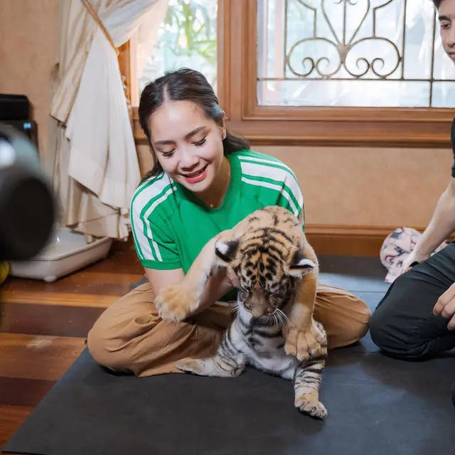 7 Potret Nagita Slavina Bareng Cipung Main dengan Anak Harimau Ini Bikin Gemas
