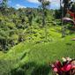 Desa Tetebatu, Masbagik, Lombok Timur, Nusa Tenggara Barat (NTB). (dok. Instagram @jobbaman/https://www.instagram.com/p/CQ3Q2PTlOAL/)