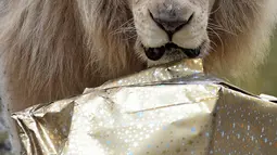 Singa putih Yabou menatap kearah kamera saat membuka kado Natal di kebun binatang La Fleche di Prancis, (23/12). Menyambut Natal, kebun binatang La Fleche memberikan kado spesial kepada binatang yang ada ditempat tersebut. (AFP/JEAN-FRANCOIS MONIER)