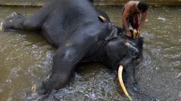 Pawang mencuci seekor gajah di Kolombo (9/8). Pemerintah Sri lanka mengatakan akan mengambil langkah untuk melindungi baik manusia maupun satwa liar. (AFP Photo/Lakruwan Wanniarachchi)