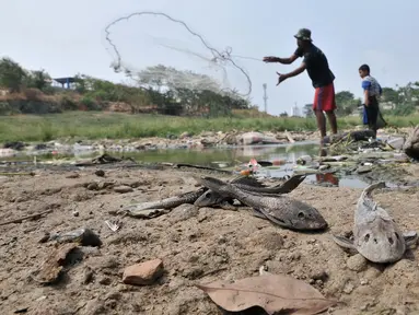 Sejumlah ikan mati ditemukan di aliran Kali Bekasi yang menyurut di kawasan Margahayu, Bekasi, Jawa Barat, Selasa (8/10/2019). Musim kemarau berkepanjangan menyebabkan debit air Kali Bekasi menurun dan hampir mengering di beberapa titik. (merdeka.com/Iqbal Nugroho)