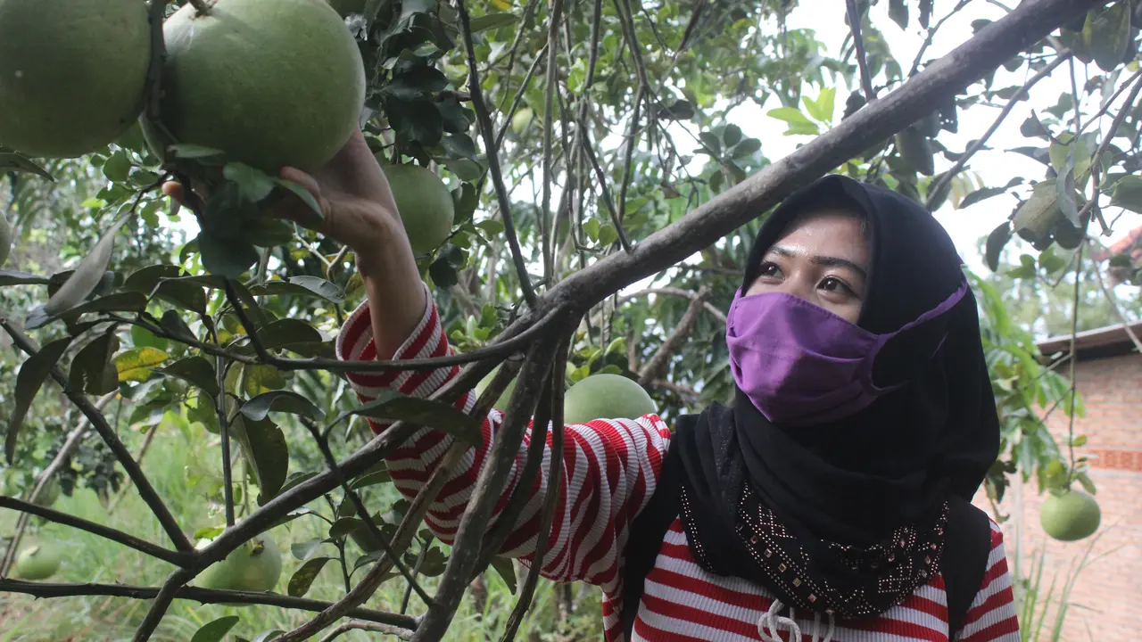 Jeruk Bali Blora
