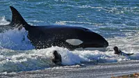 Paus pembunuh atau orca mengincar anak singa laut yang berada di tepi pantai Punta Norte, Argentina, Selasa (17/4). Setiap tahunnya pada bulan Maret dan April, paus orcas berburu singa laut muda yang sedang belajar berenang. (AP/Daniel Feldman)