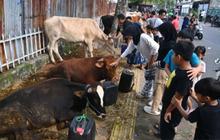 Pramono Sebut Harga Hewan Kurban di Jakarta Masih Stabil Jelang Iduladha