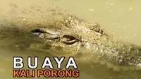 Beberapa buaya dengan panjang lebih 2 meter muncul di perairan Kali Porong, Sidoarjo, Jawa Timur.
