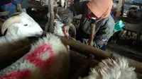 Waspada Hewan Kurban Berpenyakit Ditemukan di Cirebon