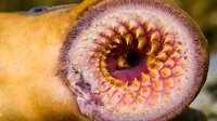 Ikan lamprey bergigi tajam dinyatakan hilang dari habitatnya mulai abad 19, namun kini mereka terlihat kembali.