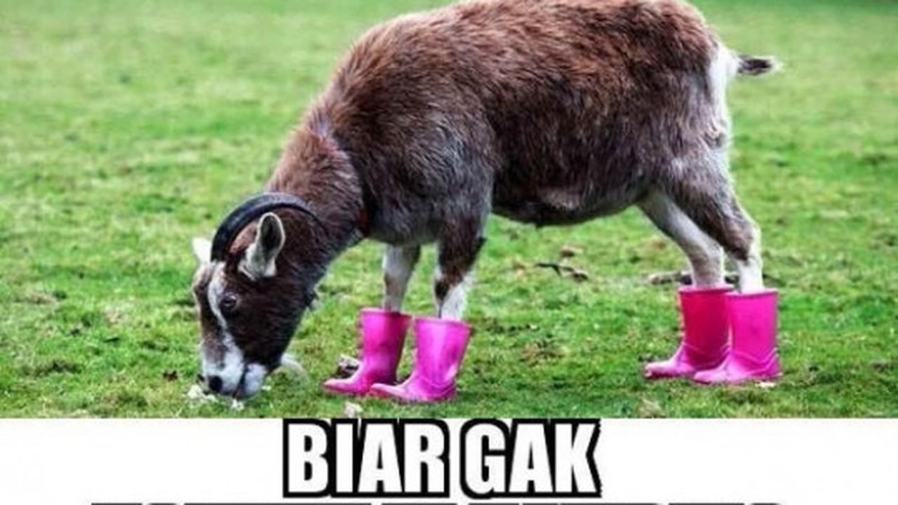 Bikin ngakak, ini deretan meme kambing kurban saat Idul Adha