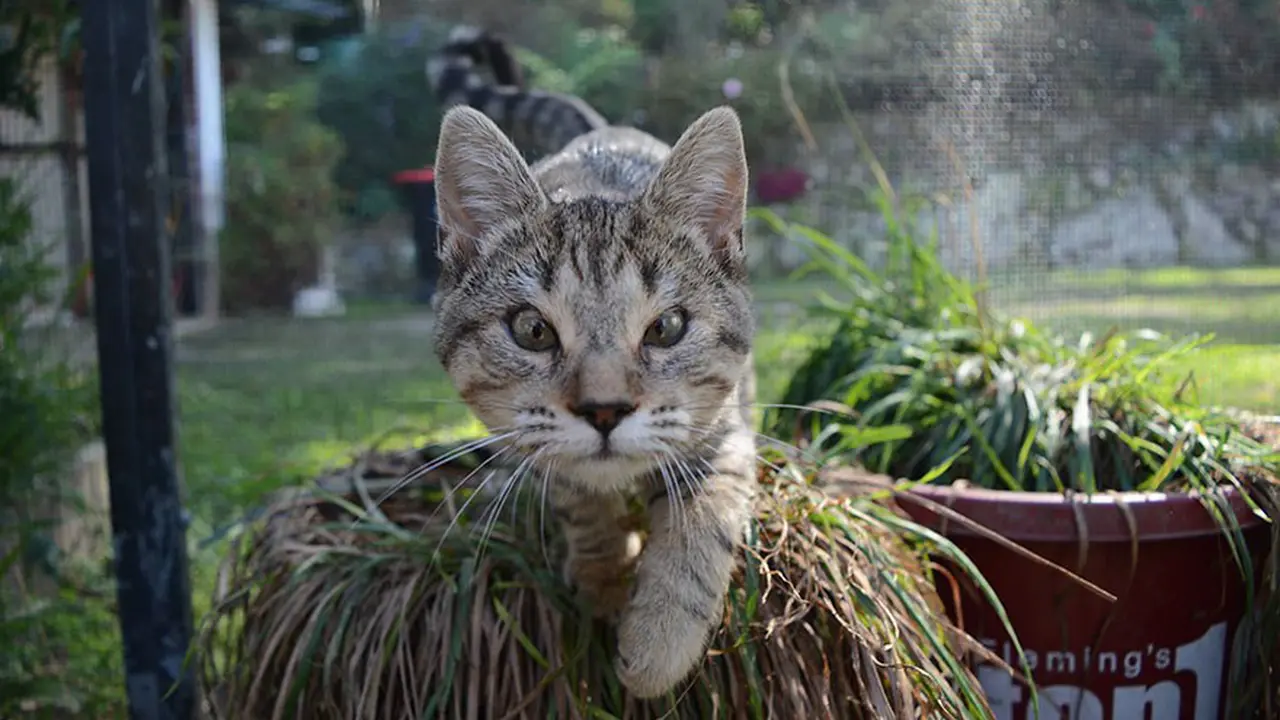 [Bintang] Kucing 
