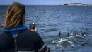 Seorang turis mengambil gambar lumba-lumba berenang di Tagus melewati perahu pengamat spesies laut di lepas pantai Lisbon, Portugal pada 7 Agustus 2021. Sejak adanya pembatasan aktivitas warga akibat pandemi covid-19, lumba-lumba telah kembali ke muara Tagus. (PATRICIA DE MELO MOREIRA / AFP)