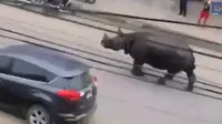 Warga Geger, Badak Raksasa Berkeliaran di Jalan Raya