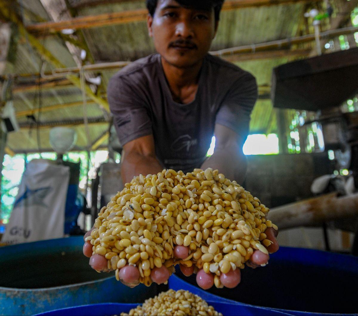 Perajin menunjukkan kedelai impor yang menjadi bahan untuk produksi tahu di kawasan Pasir Putih, Depok,  Jawa Barat, Kamis  (27/6/2024). Perajin tahu dan tempe menjerit akibat mahalnya harga kedelai di tengah kenaikan harga dolar Amerika Serikat. Foto: M