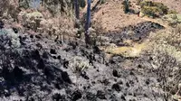 Lahan di Gunung Arjuno hangus terbakar mengancam berbagai satwa di kawasan Tahura R Soerjo (BPBD Kota Batu)