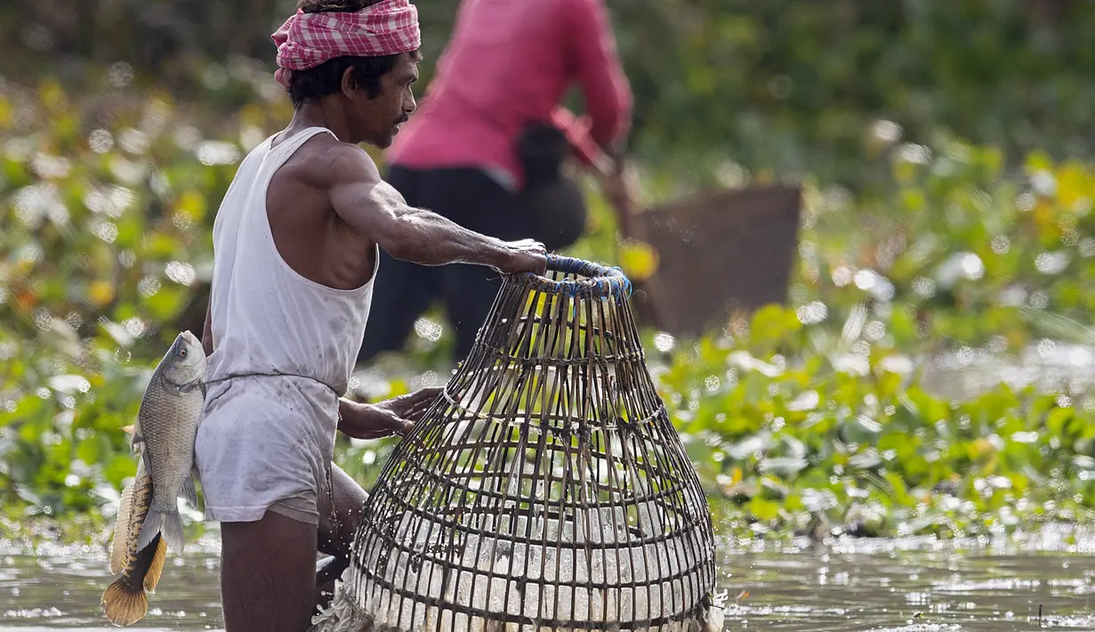 Seorang penduduk desa memiliki ikan yang diikat di pinggangnya saat mencari ikan sebagai bagian dari perayaan Bhogali Bihu di desa Panbari, sekitar 50 km timur Gauhati, India, Kamis (13/1/2022). "Bhogali Bihu" menandai berakhirnya musim panen di timur laut negara bagian Assam. (AP Photo/Anupam Nath)
