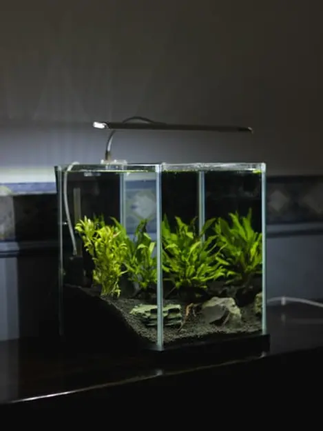 Jauh Dari Stres Ini 4 Kebaikan Memelihara Ikan Dalam Akuarium Selama Pandemi Lifestyle Fimela Com