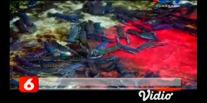 VIDEO: Peternak Lobster Air Tawar di Jombang Raup Omzet Belasan Juta Rupiah