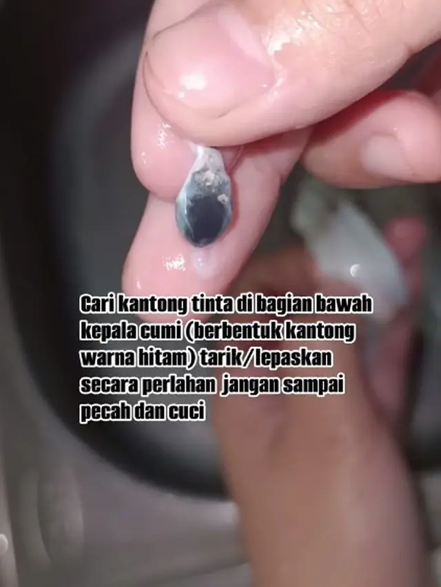 Cara Bersihkan Cumi Agar Tidak Bau Amis Tanpa Jeruk Nipis