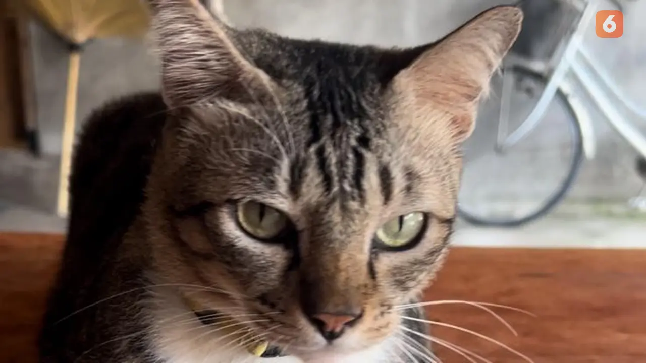 Kenapa Kucing Senang bermalas-malasan
