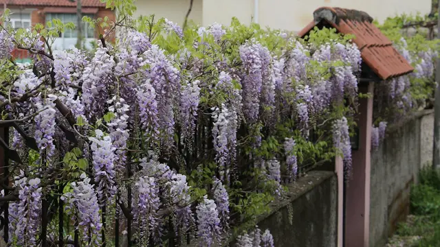 Wisteria sinensis