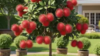 7 Jenis Pohon Rambutan Mini yang Cocok untuk Halaman Rumah, Manis dan Lebat