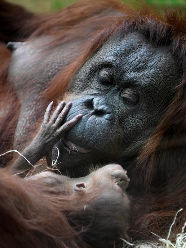 Salah satu induk orangutan Kalimantan, Theodora, menggendong bayinya yang baru lahir di kebun binatang Jardin des Plantes, Paris, Rabu (24/10). Orangutan masuk dalam kriteria Endangered species atau yang terancam punah. (Eric FEFERBERG/AFP)