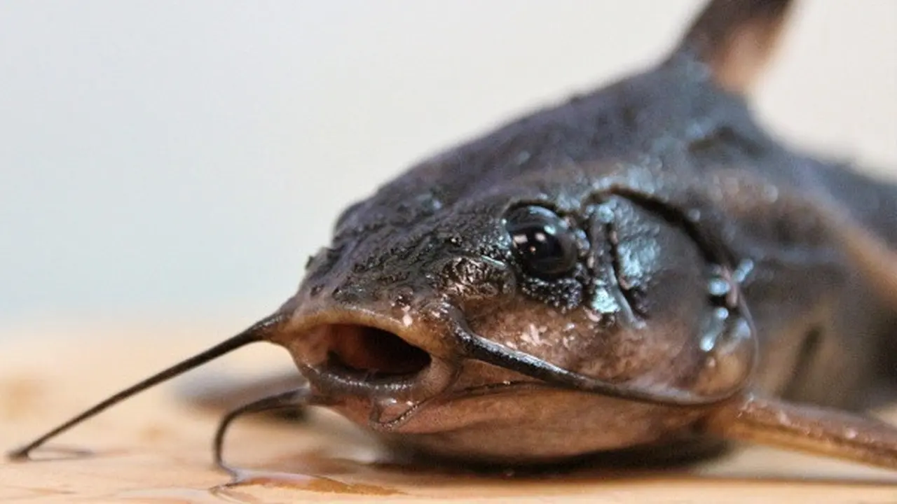 Ilustrasi Ikan Lele/Image by Andy M. from Pixabay