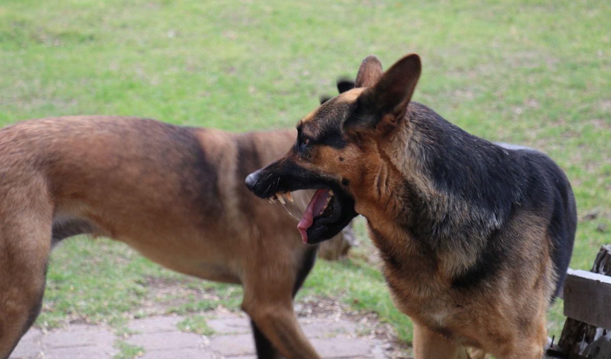 Gejala Rabies