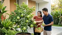 Cara Membuat Pohon Jambu Kristal Pendek tapi Berbuah Lebat di Pot, Solusi Tepat Untuk Lahan Sempit