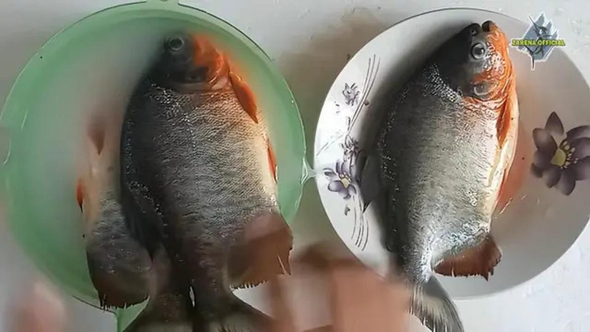 Rahasia Hilangkan Bau Tanah pada Ikan Bawal dengan Air Cucian Beras