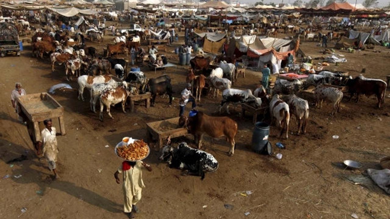 Trik unik pedagang di Pakistan ukir bulu hewan kurban biar laris