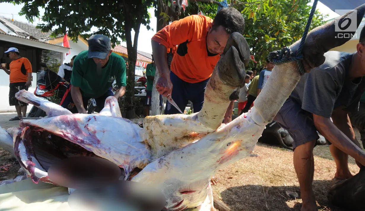 Panitia menguliti daging kurban sebelum dibagikan ke warga sekitar Masjid  Al-Kahfi, Griya Pamulang 2, Tangerang Selatan, Banten, Rabu (22/8). Semarak Idul Adha 1439 H membuat warga gotong royong mendistribusikan daging kurban. (Merdeka.com/Dwi Narwoko)